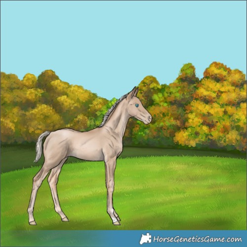 Horse Color:Chocolate Palomino Pearl 