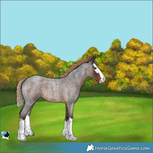 Horse Color:Liver Red Roan Splash 