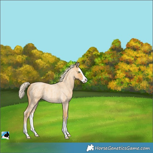 Horse Color:Gold Cream Champagne Roan Splash 