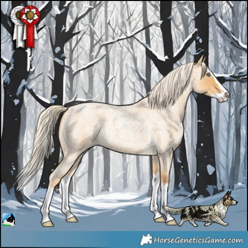 Horse Color:Gold Cream Champagne Roan Splash 