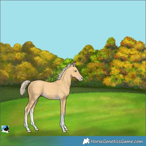 Horse Color:White Spotted Gold Cream Champagne Dun Rabicano 