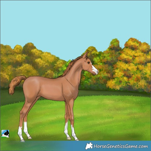 Horse Color:Chestnut 