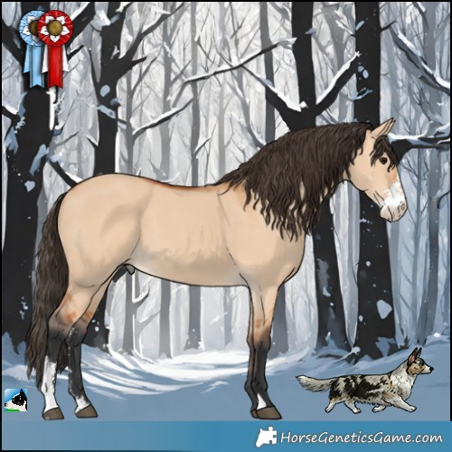 Horse Color:Bay Dun Sabino 