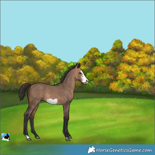 Horse Color:Bay Dun Sabino Frame 