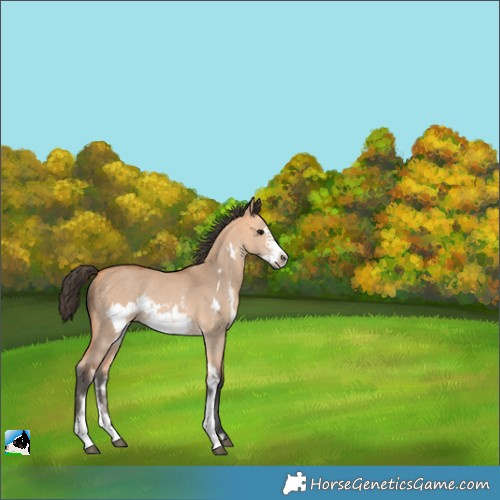 Horse Color:Bay Dun Sabino Frame Rabicano 