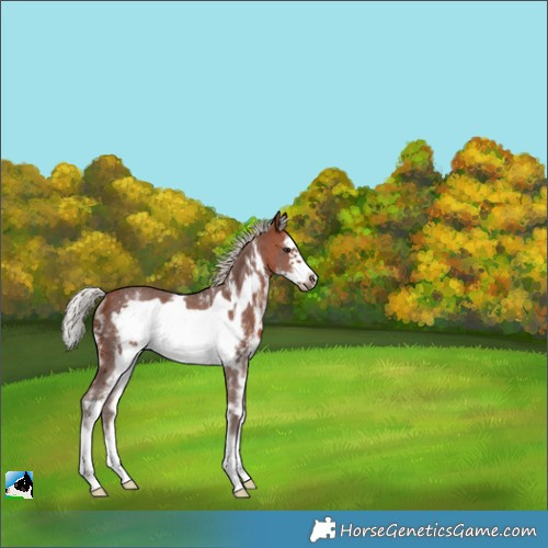 Horse Color:Silver Bay Sabino Frame Rabicano 