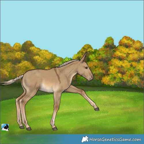 Horse Color:Chocolate Palomino Dun 