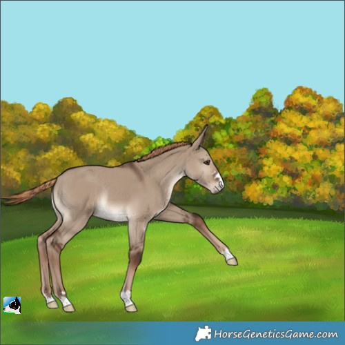 Horse Color:Liver Red Dun Rabicano 