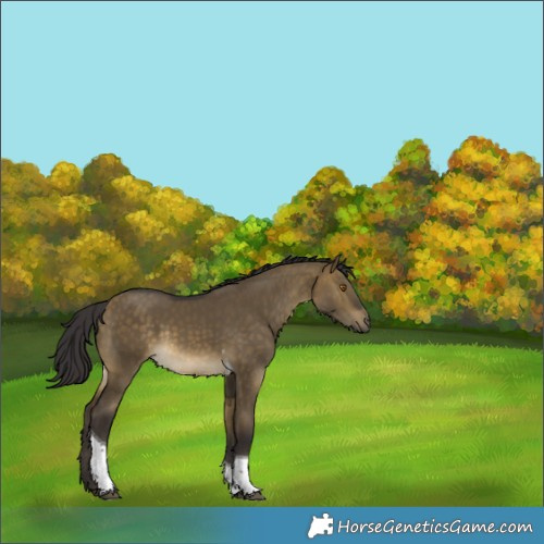 Horse Color:Buckskin Dun Tobiano Rabicano 