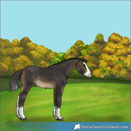 Horse Color:Buckskin Splash Rabicano 