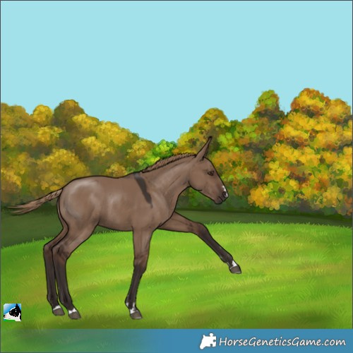 Horse Color:Liver Red Dun Rabicano 