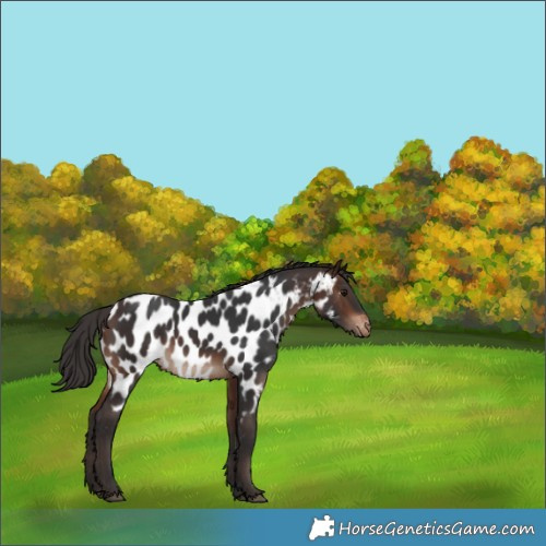 Horse Color:Brown Appaloosa Rabicano 
