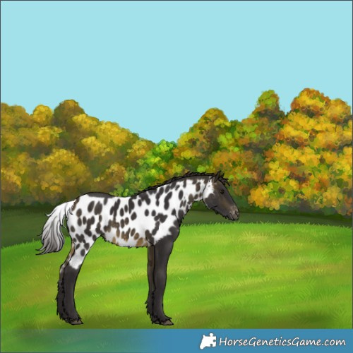 Horse Color:Buckskin Skewed Appaloosa Rabicano 