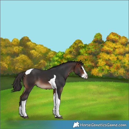 Horse Color:Brown Splash Tobiano Rabicano 