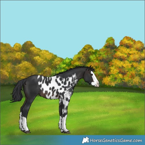 Horse Color:Brown Splash Skewed Appaloosa Rabicano 