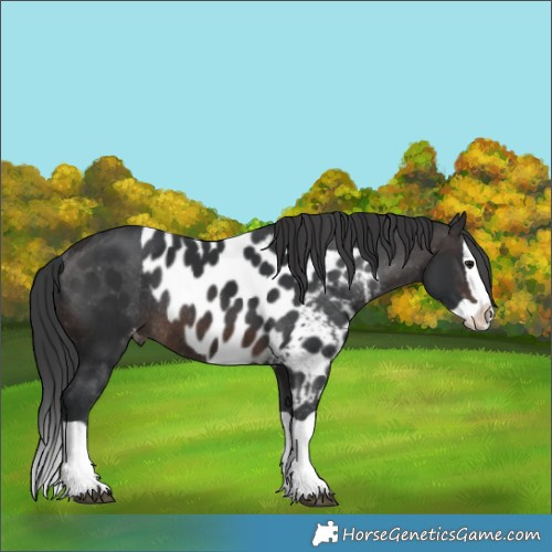 Horse Color:Brown Splash Skewed LP Spotted Rabicano 
