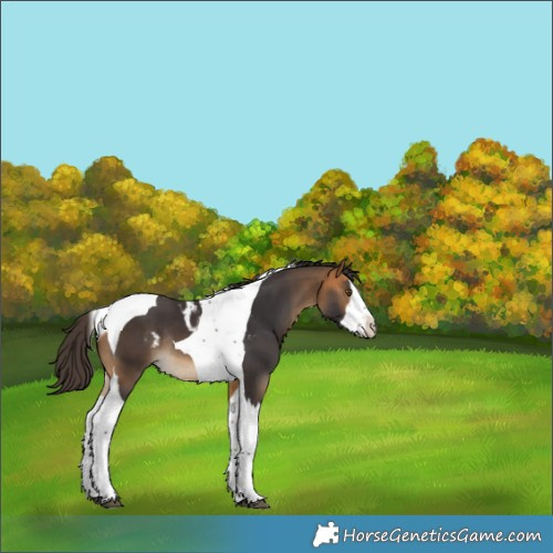 Horse Color:Buckskin Splash Tobiano Skewed Appaloosa Rabicano