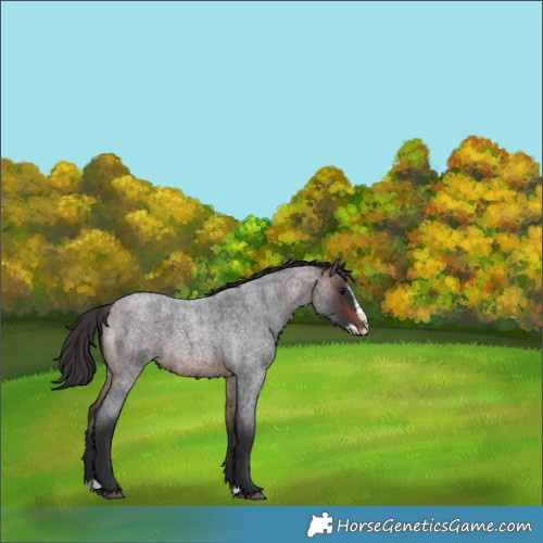 Horse Color:Brown Roan Splash Rabicano 