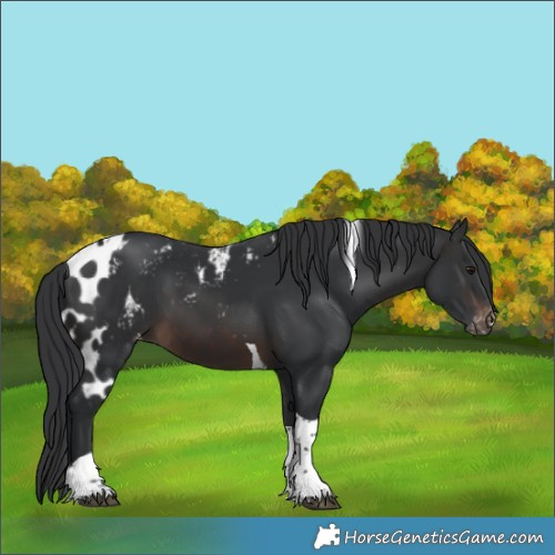Horse Color:Brown Tobiano Skewed LP Spotted Rabicano 
