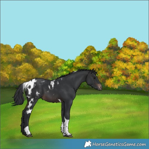 Horse Color:Brown Tobiano Skewed Appaloosa Rabicano