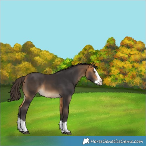 Horse Color:Buckskin Splash Rabicano 