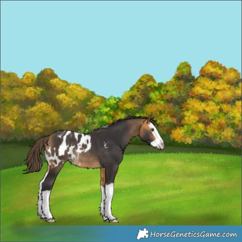 Horse Color:Buckskin Splash Skewed LP Spotted Rabicano 