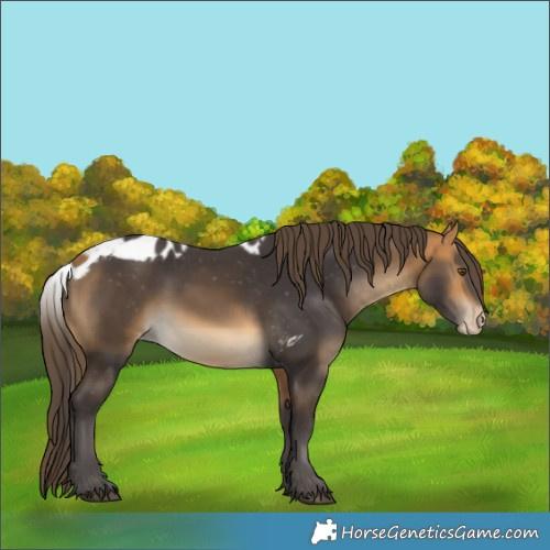 Horse Color:Buckskin Skewed Appaloosa Rabicano 