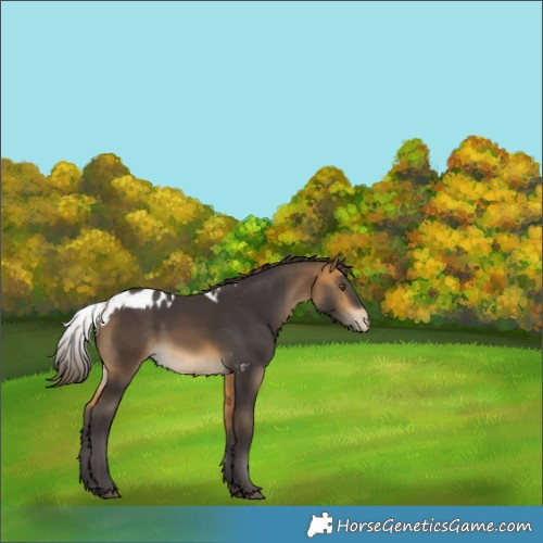 Horse Color:Buckskin Skewed Appaloosa Rabicano 