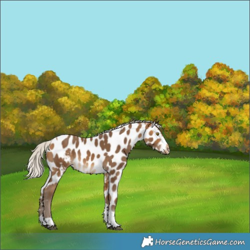 Horse Color:Silver Buckskin Tobiano Skewed Appaloosa Rabicano