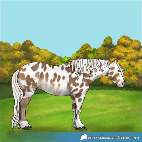 Horse Color:Silver Buckskin Tobiano Skewed LP Spotted Rabicano 