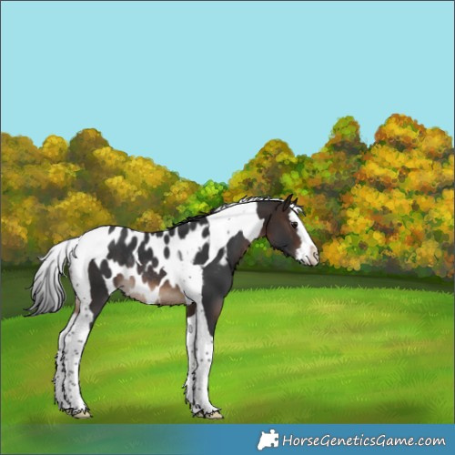 Horse Color:Bay Splash Tobiano Skewed Appaloosa Rabicano