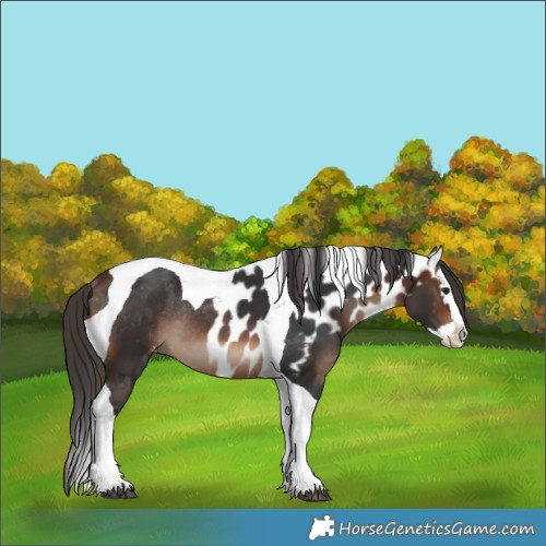 Horse Color:Brown Splash Tobiano Skewed LP Spotted Rabicano 