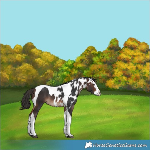 Horse Color:Brown Splash Tobiano Skewed Appaloosa Rabicano 