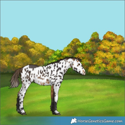 Horse Color:Buckskin Skewed LP Spotted Rabicano 
