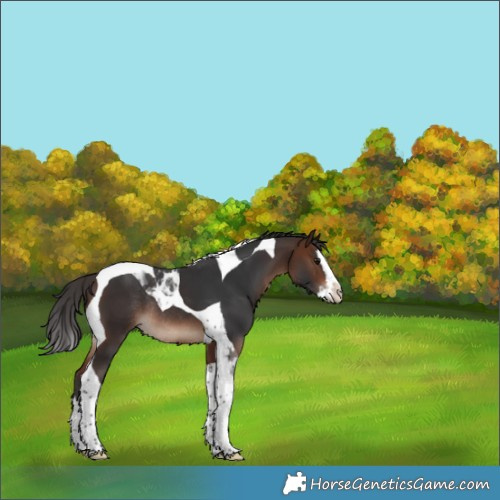 Horse Color:Brown Splash Tobiano Rabicano 