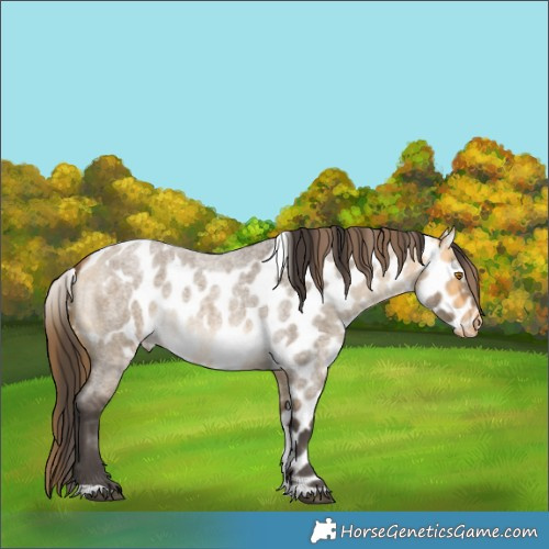 Horse Color:Buckskin Roan Dun Tobiano Skewed Appaloosa Rabicano 