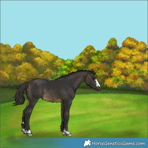 Horse Color:Buckskin Rabicano 