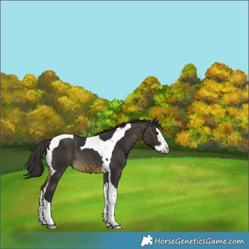 Horse Color:Buckskin Splash Tobiano Skewed LP Spotted Rabicano 