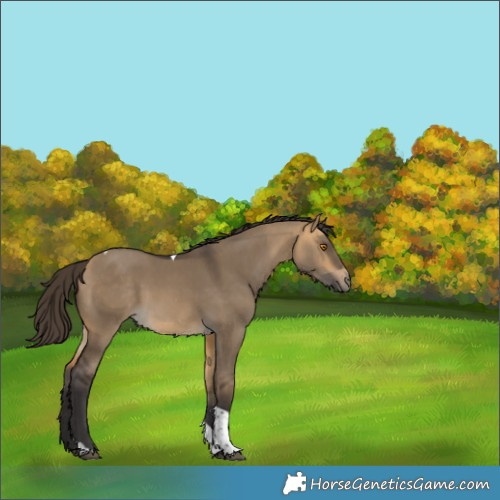 Horse Color:Buckskin Dun Tobiano Rabicano 