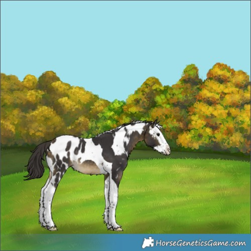 Horse Color:Buckskin Splash Tobiano Skewed Appaloosa Rabicano 