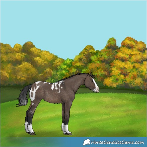 Horse Color:Brown Dun Splash Skewed Appaloosa Rabicano 