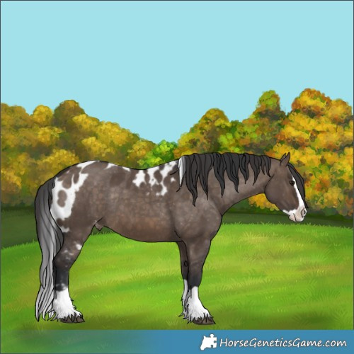 Horse Color:Brown Dun Splash Skewed Appaloosa Rabicano 