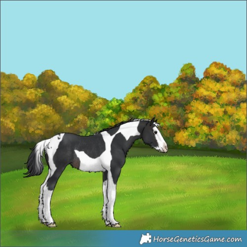 Horse Color:Brown Splash Tobiano Rabicano 