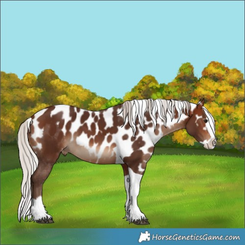 Horse Color:Silver Brown Splash Tobiano Skewed LP Spotted Rabicano 