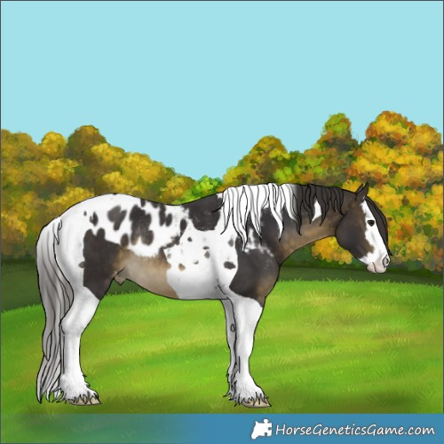 Horse Color:Buckskin Splash Tobiano Skewed LP Spotted Rabicano 