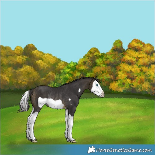 Horse Color:Buckskin Splash Frame Rabicano 