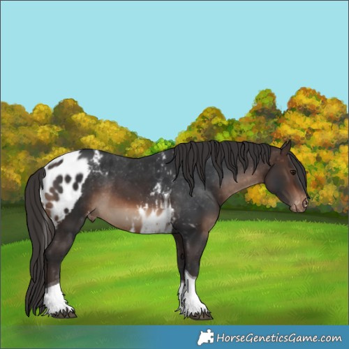 Horse Color:Brown Sabino Tobiano Skewed Appaloosa Rabicano