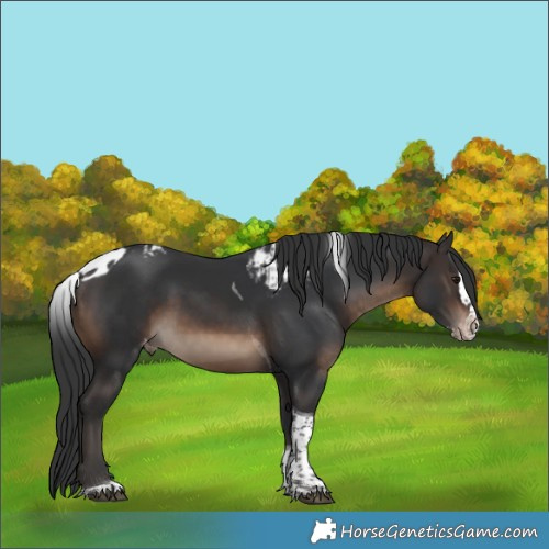 Horse Color:Brown Splash Tobiano Skewed Appaloosa Rabicano 