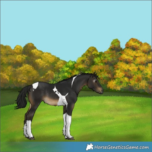 Horse Color:Gray Buckskin Tobiano Rabicano 