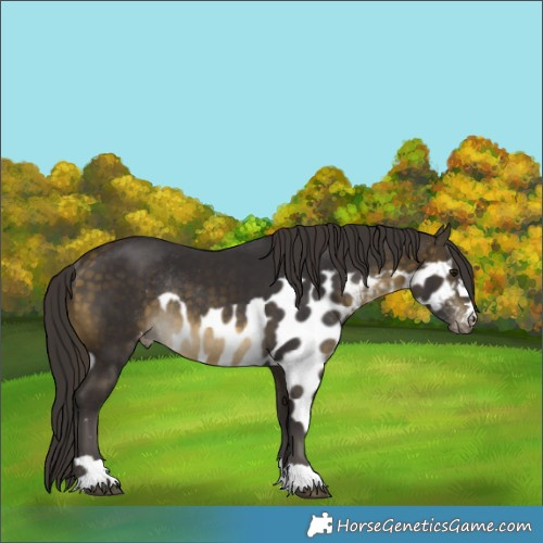 Horse Color:Buckskin Skewed LP Spotted Rabicano 